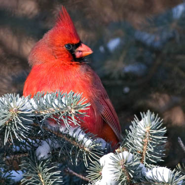 Cardinal Bird Snow on Winter Bird Feeding Tips